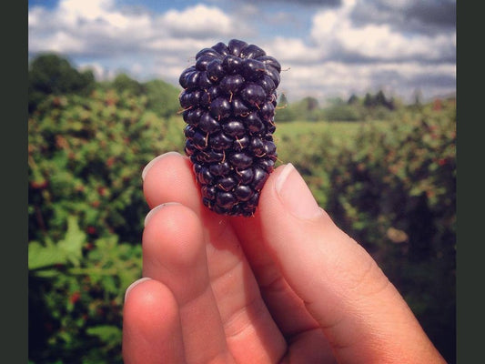 Blackberries - Delivered