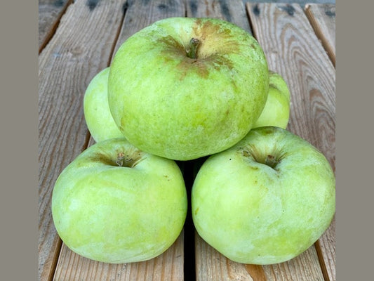 Gravenstein Apples