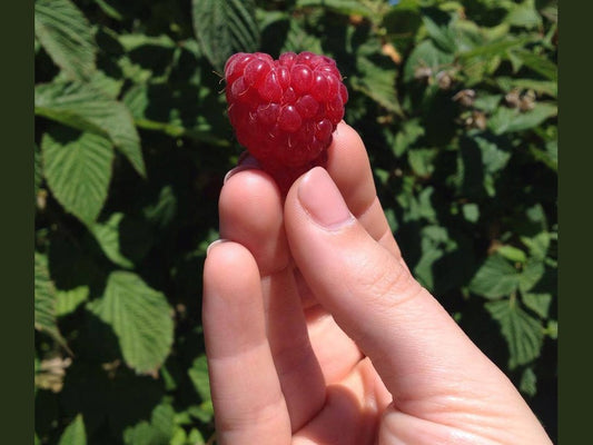 Raspberries (1/2 pints) - Delivered