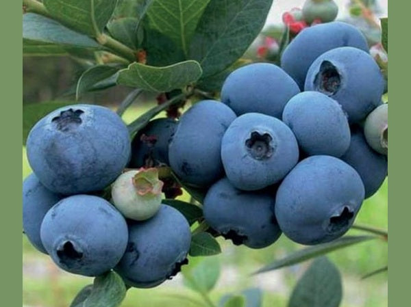 Blueberries - Delivered