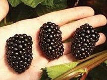 Blackberries - Delivered