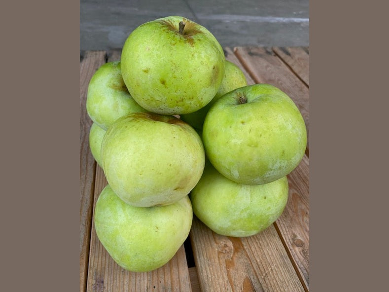 Gravenstein Apples