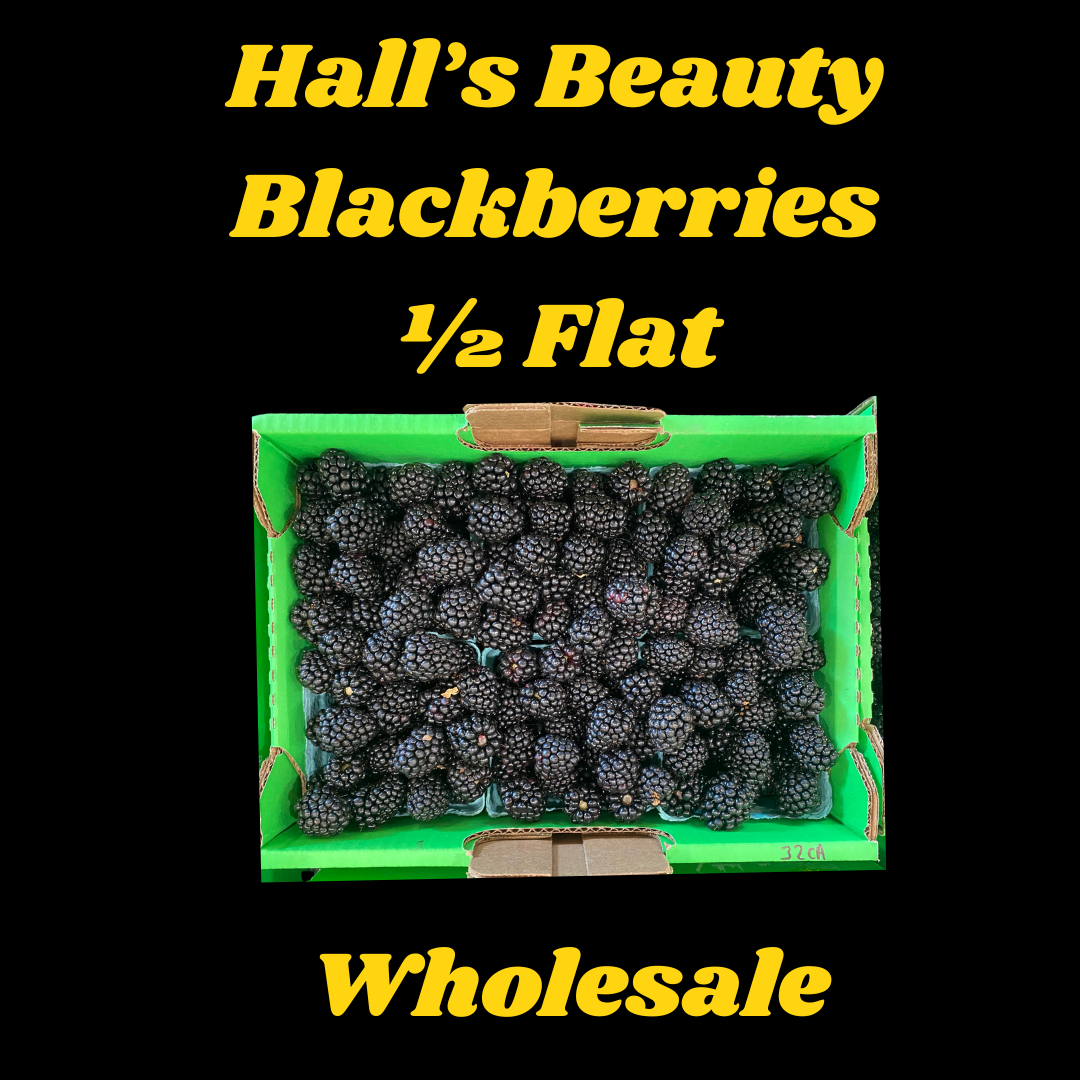 Hall's Beauty Blackberry Wholesale