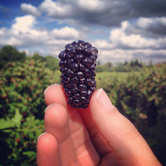 Blackberries - Delivered