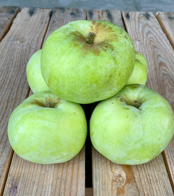 Gravenstein Apples