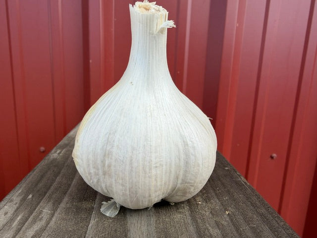 Jumbo Garlic