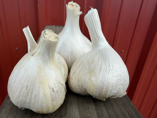 Jumbo Garlic